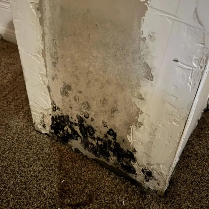 Professional Mold Removal in Wills Point, TX
